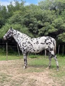CABALLO PINTADO 04 CABALLO PINTADO 04