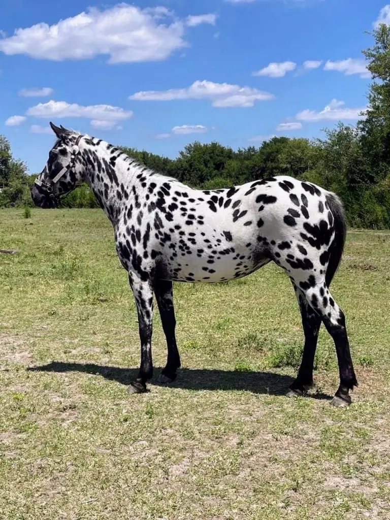 CABALLO PINTADO 06 CABALLO PINTADO 06